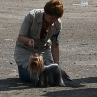 ELM DENDI ZAGADOCHNAYA LADY &mdash; Labaza DogPedigree YorkshireTerrier