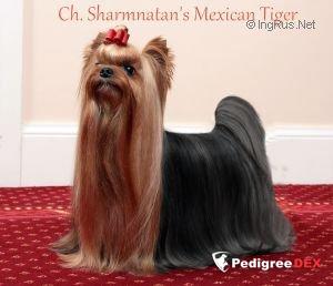SHARMNATAN'S MEXICAN TIGER