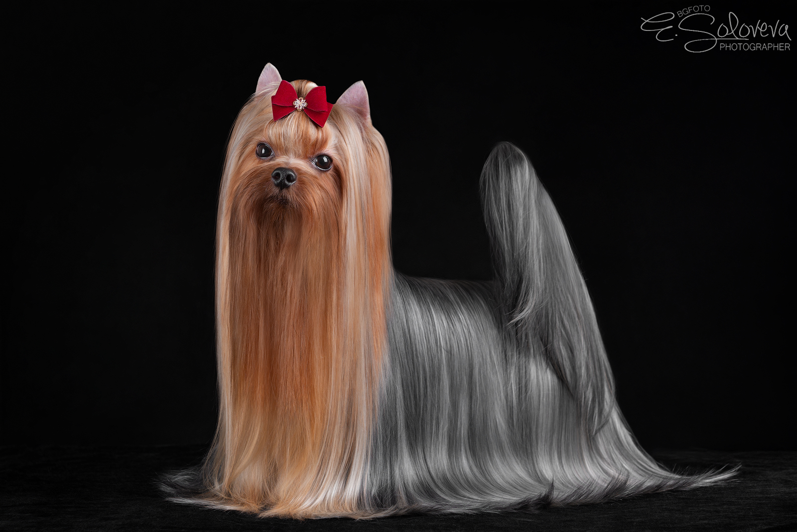 Stjumers STJUMERS JEANSE LORE &mdash; Labaza DogPedigree YorkshireTerrier