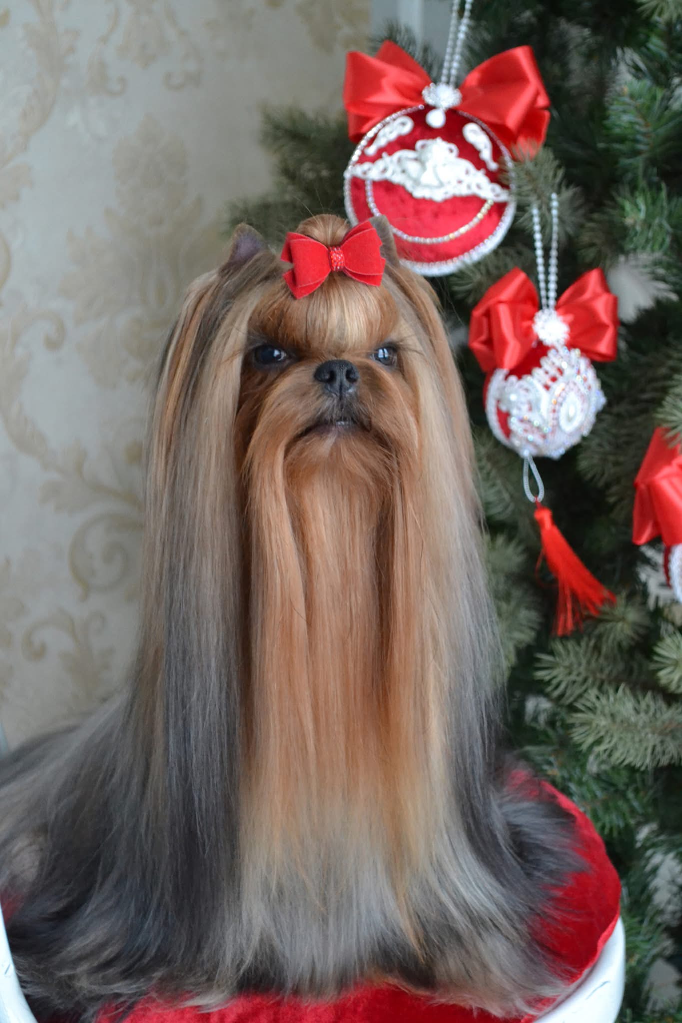 TOP SECRET OF DAZZLING SHINE &mdash; Labaza DogPedigree YorkshireTerrier