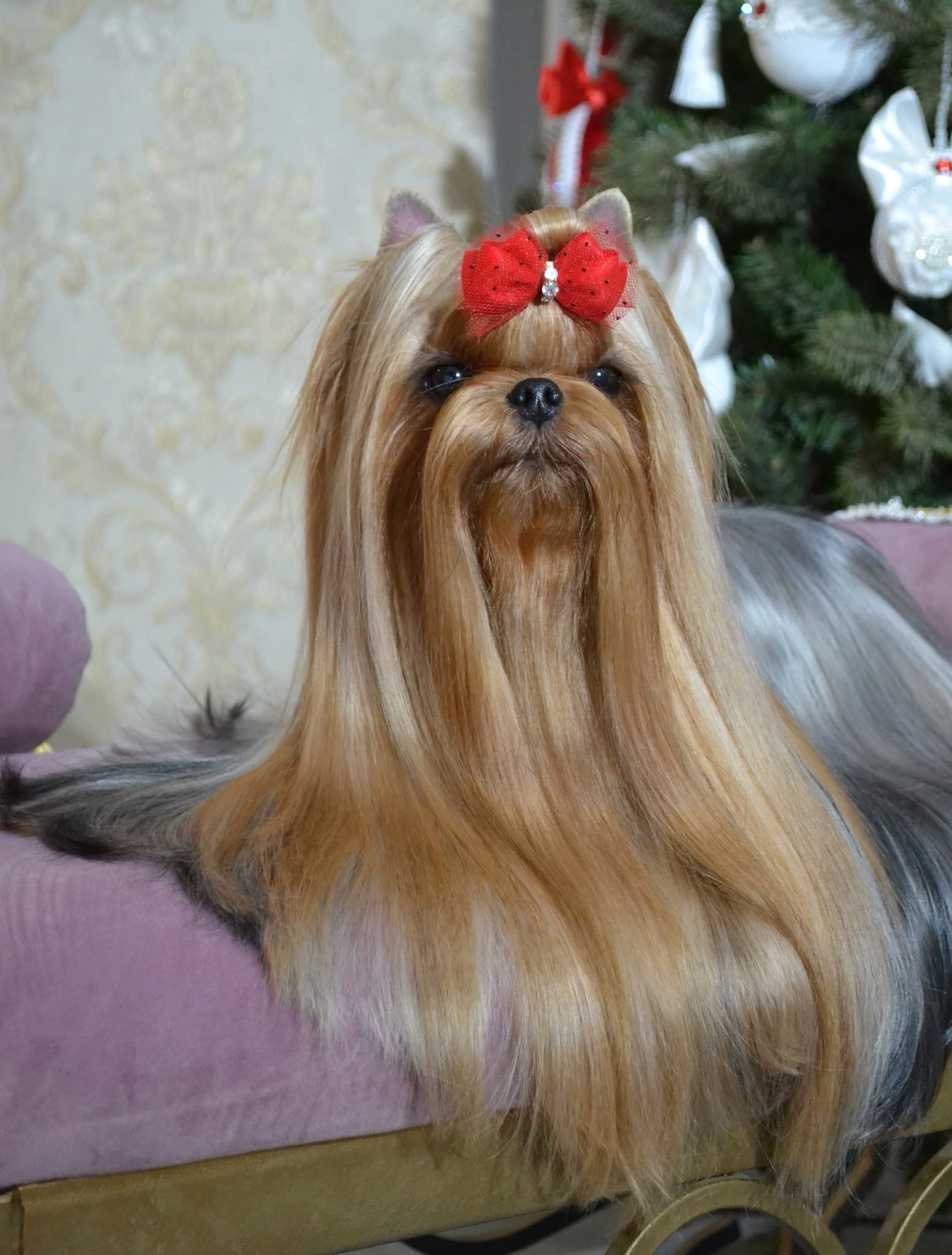  DAZZLINGSHINE DIADEMA &mdash; Labaza DogPedigree YorkshireTerrier