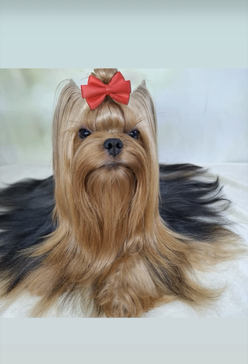DAZZLINGSHINE ARISTOCRAT &mdash; Labaza DogPedigree YorkshireTerrier