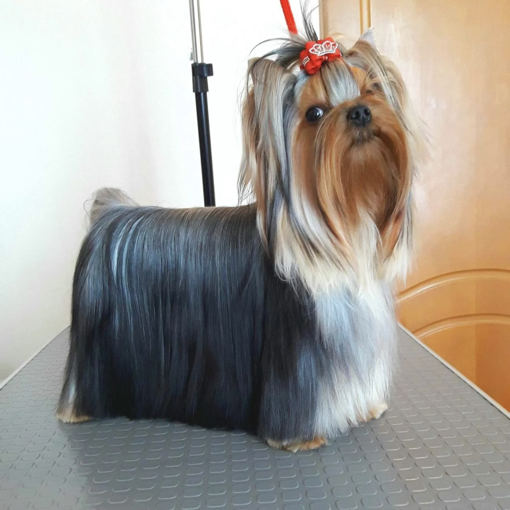  L’YANA DE VISTA EVRICA &mdash; Labaza DogPedigree YorkshireTerrier