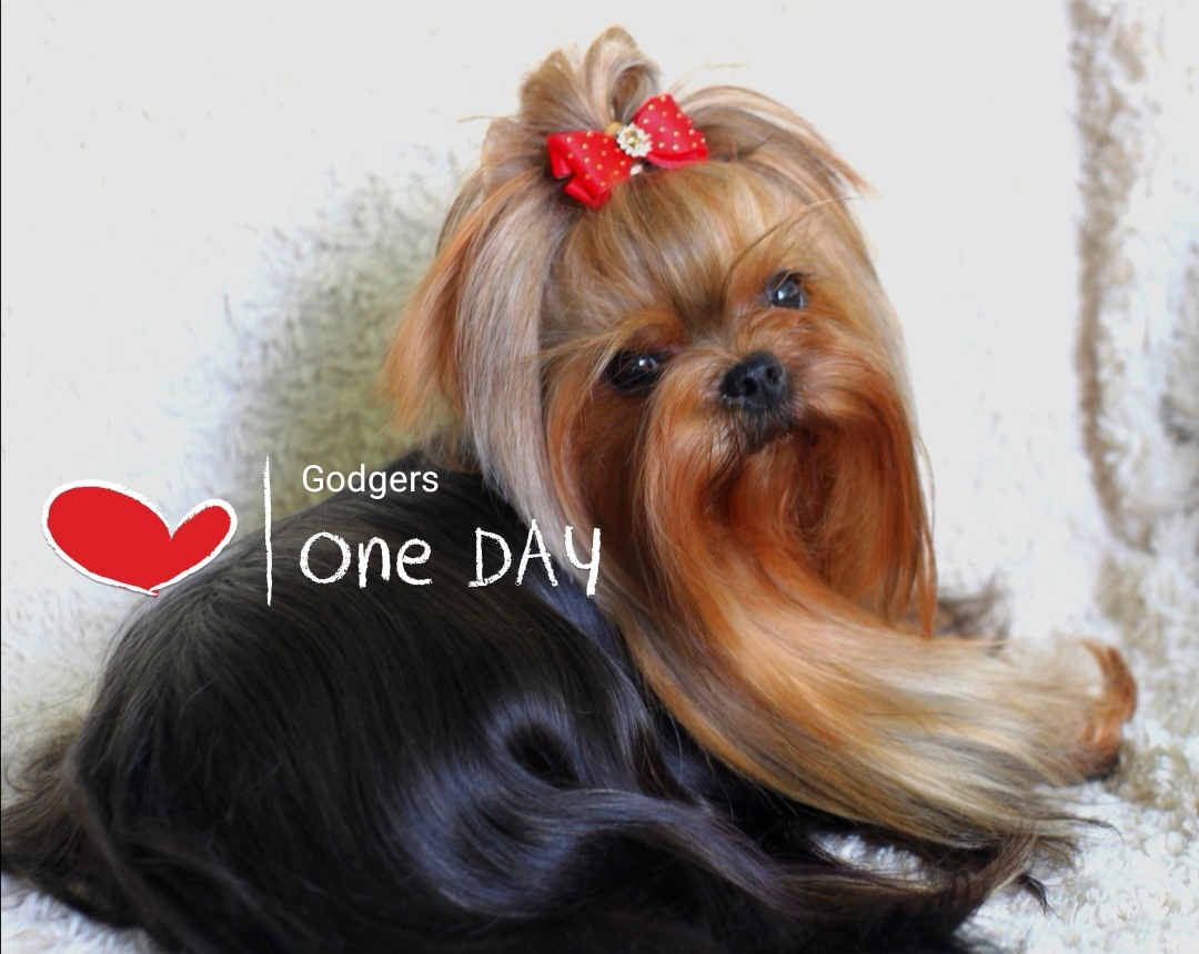 Godgers &mdash; Labaza DogPedigree YorkshireTerrier