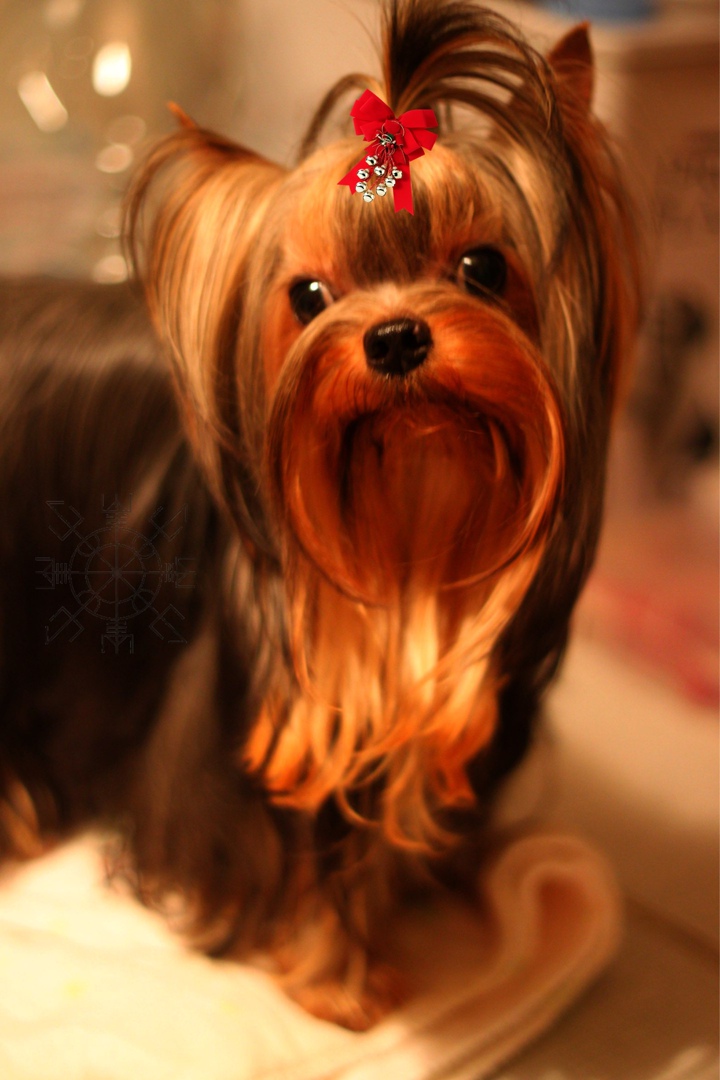 Godgers GODGERS VIGGO MORTENSEN &mdash; Labaza DogPedigree YorkshireTerrier