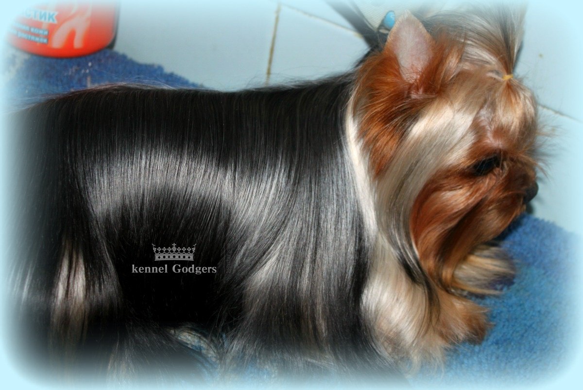 Godgers GODGERS KATE MIDDLETON &mdash; Labaza DogPedigree YorkshireTerrier