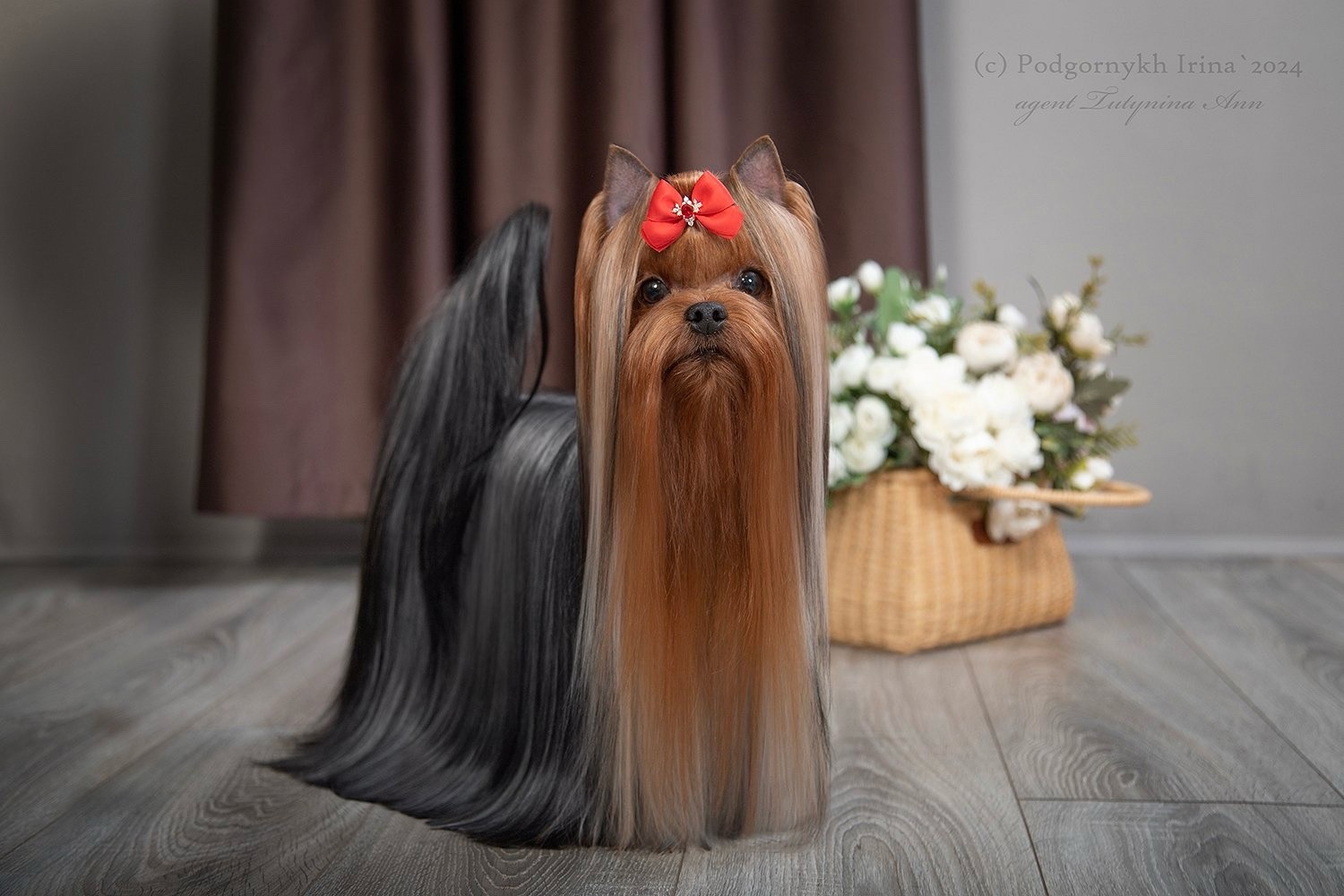 Stjumers STJUMERS SEAN CONNERY &mdash; Labaza DogPedigree YorkshireTerrier