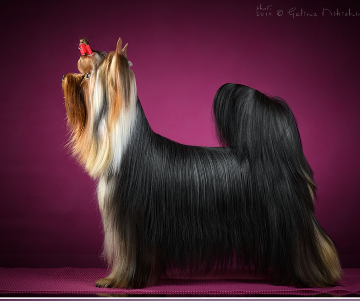 Stjumers STJUMERS RANDEVU-II &mdash; Labaza DogPedigree YorkshireTerrier