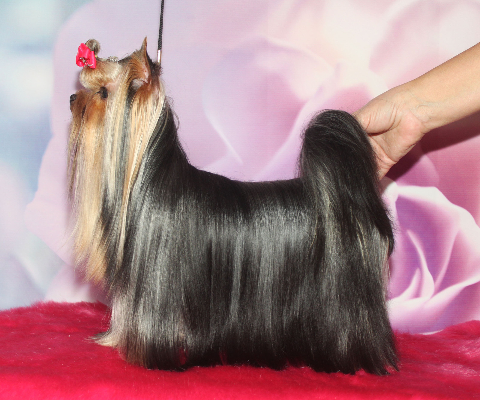 Stjumers STJUMERS NEW-YORK &mdash; Labaza DogPedigree YorkshireTerrier