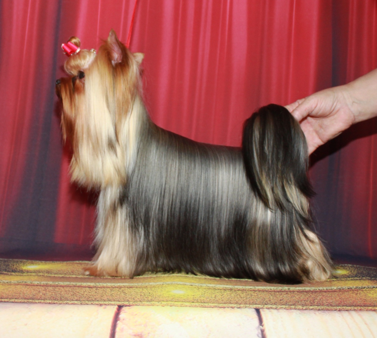 Stjumers STJUMERS AMAZONKA &mdash; Labaza DogPedigree YorkshireTerrier