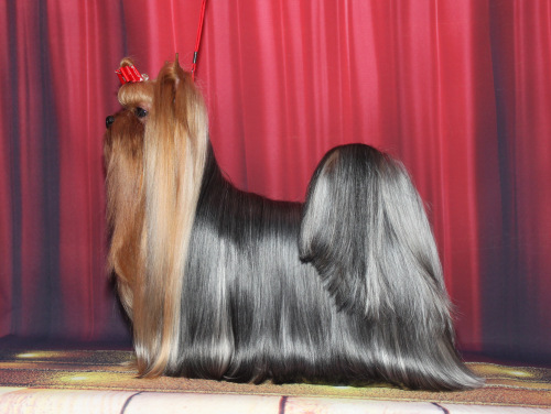 Stjumers VIP STJUMER'S INTERPOL &mdash; Labaza DogPedigree YorkshireTerrier