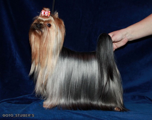 Stjumers STJUMERS SENSEISHEN &mdash; Labaza DogPedigree YorkshireTerrier