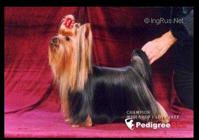  MINI SHOP I LOVE JAZZ &mdash; Labaza DogPedigree YorkshireTerrier