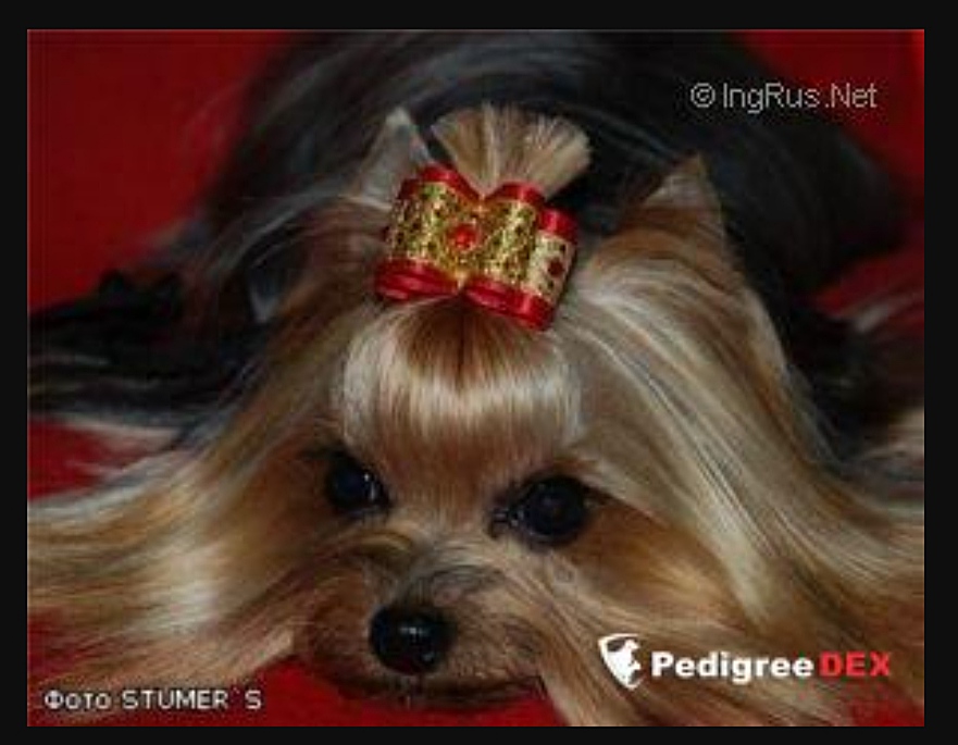MINI SHOP KALINKA MALINKA &mdash; Labaza DogPedigree YorkshireTerrier