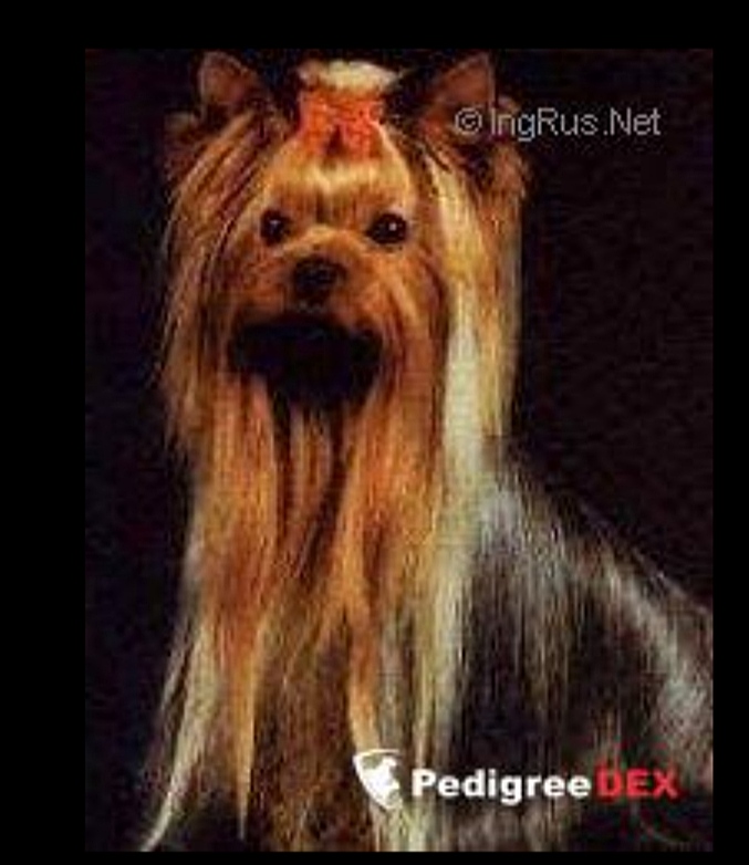 ESTUGO'S BILL DOLLAR &mdash; Labaza DogPedigree YorkshireTerrier