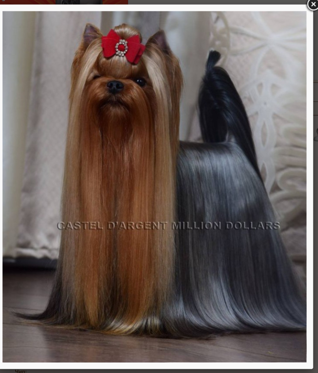CASTEL D'ARGENT MILLION DOLLARS