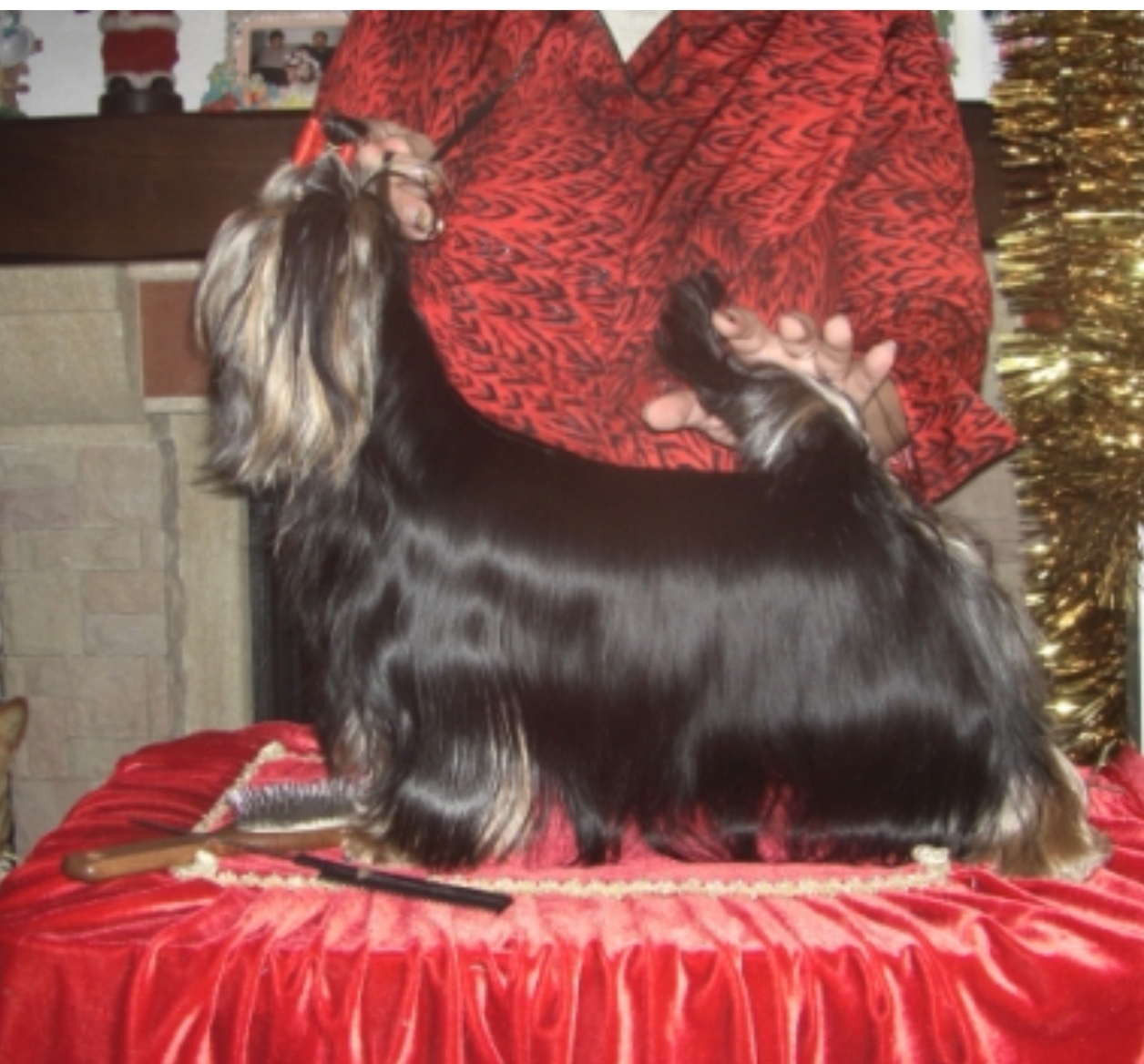 RIGAIR RIGAIR PERFECT PASSAGE &mdash; Labaza DogPedigree YorkshireTerrier