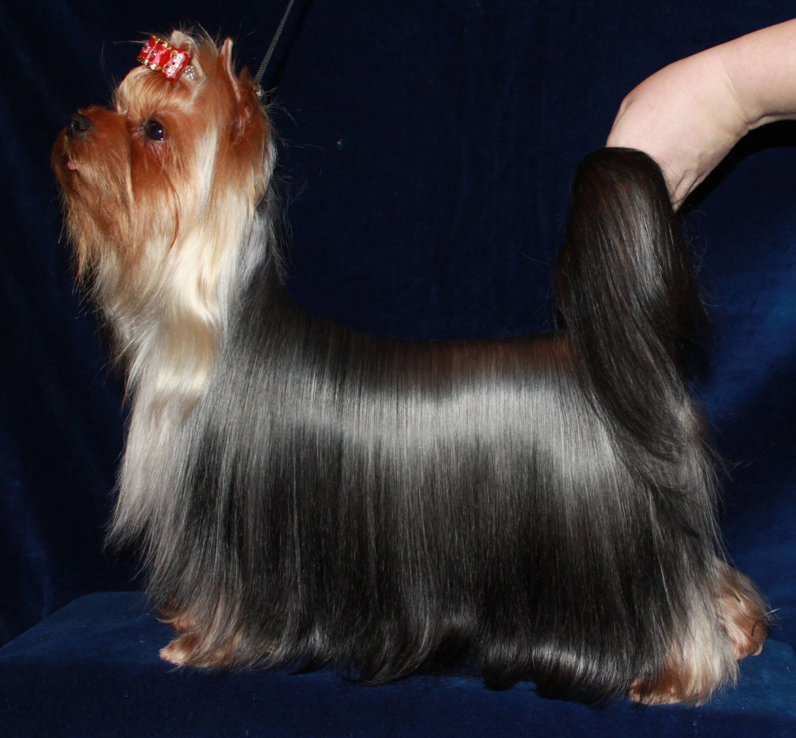 Stjumers STJUMERS GOLDEN FISH &mdash; Labaza DogPedigree YorkshireTerrier