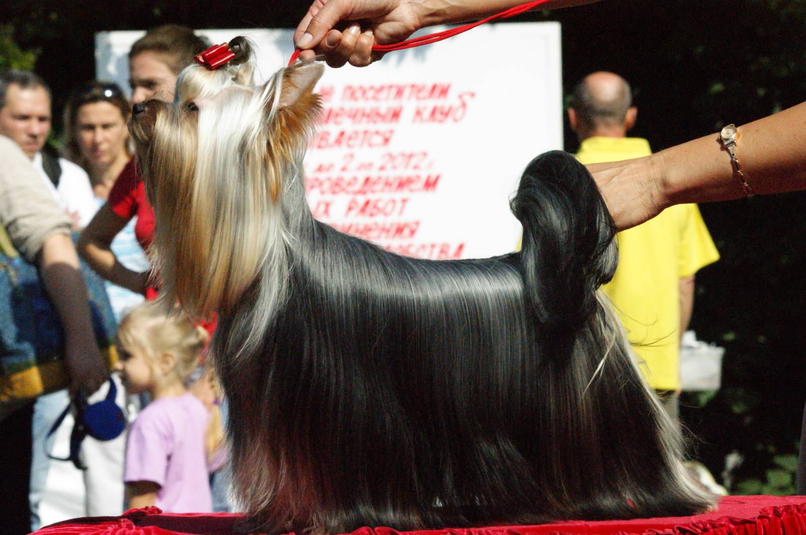 Stjumers STJUMER'S BRIDZHIT &mdash; Labaza DogPedigree YorkshireTerrier