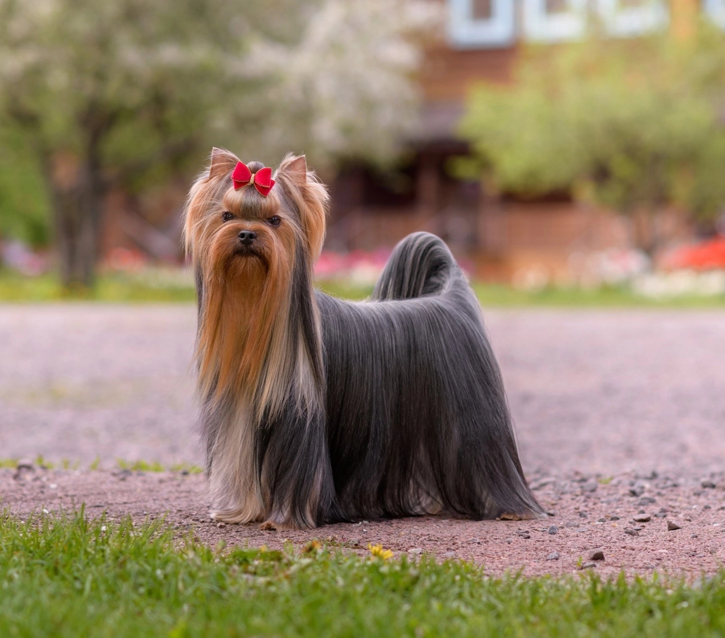 Stjumers STJUMERS PASPARTU &mdash; Labaza DogPedigree YorkshireTerrier