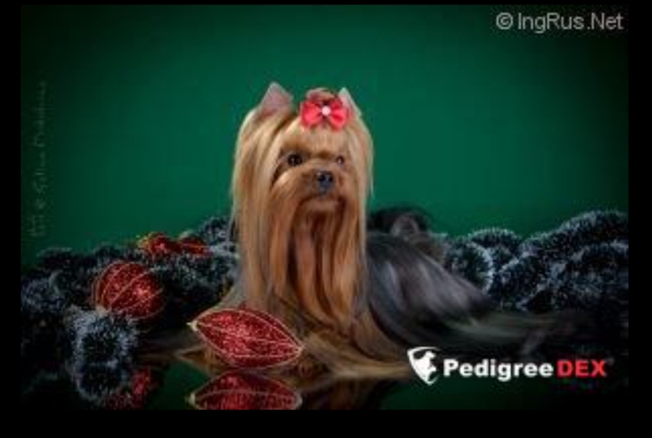VIDEO STAR EDWARD