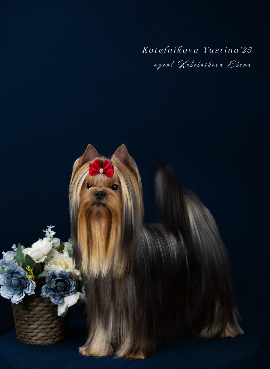 Primavera Incanta PRIMAVERA INCANTA ROMANTIC ANTIC &mdash; Labaza DogPedigree YorkshireTerrier