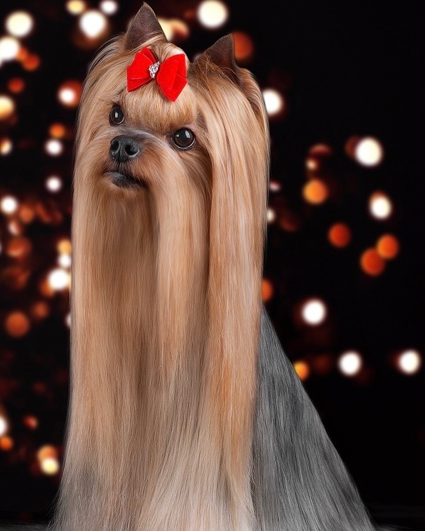 INGRUS FON BARON &mdash; Labaza DogPedigree YorkshireTerrier