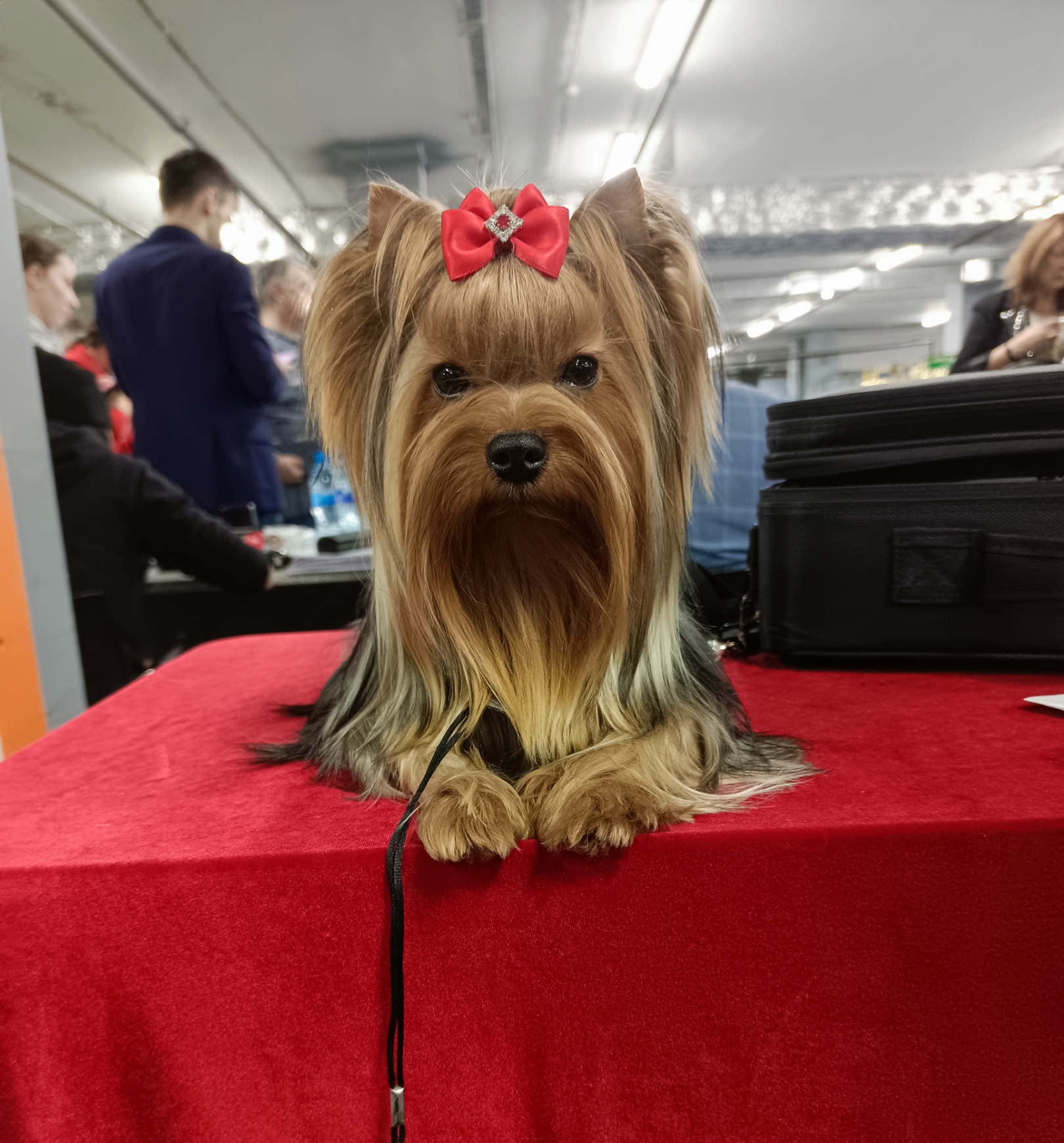 Video Star VIDEO STAR CHERRY LADY &mdash; Labaza DogPedigree YorkshireTerrier