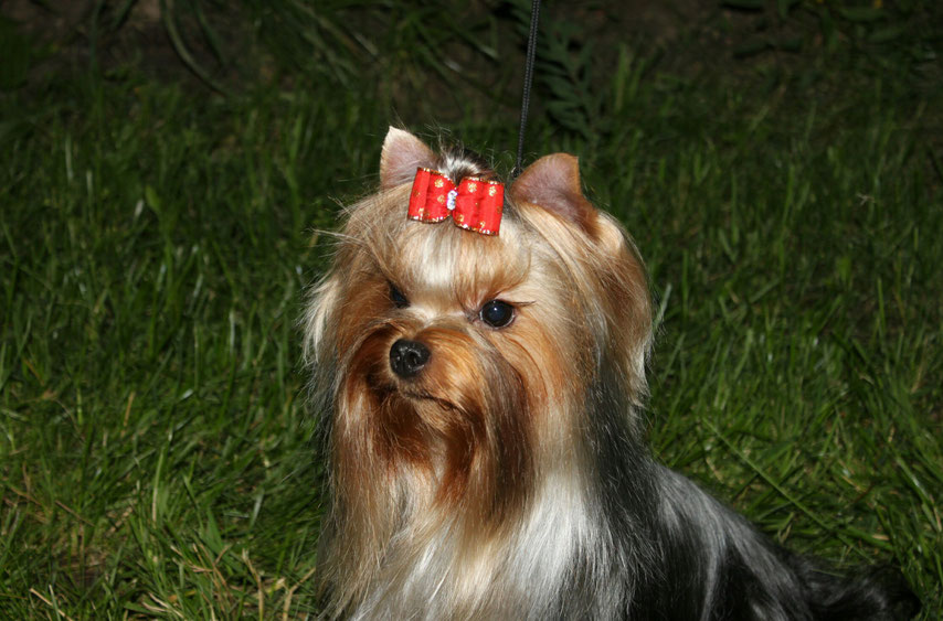 VIDEO STAR NEMEZIDA &mdash; Labaza DogPedigree YorkshireTerrier