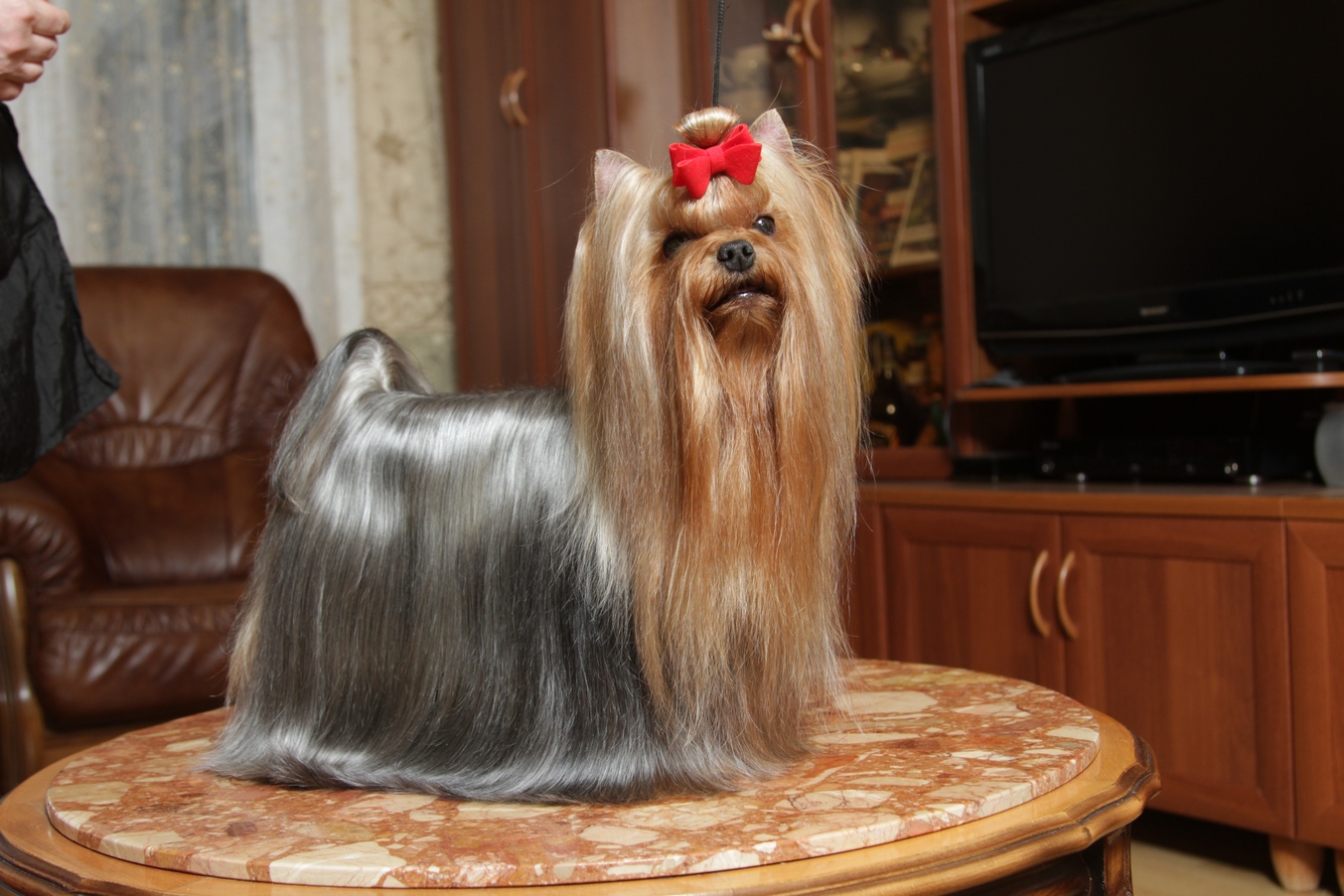 Elm Dendi ELM DENDI VELIKOLEPNAYA ADEL &mdash; Labaza DogPedigree YorkshireTerrier