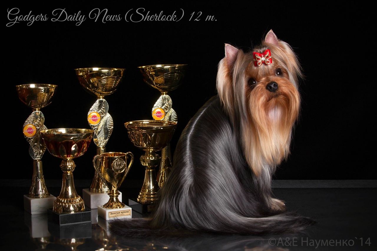Godgers GODGERS DAILY NEWS &mdash; Labaza DogPedigree YorkshireTerrier