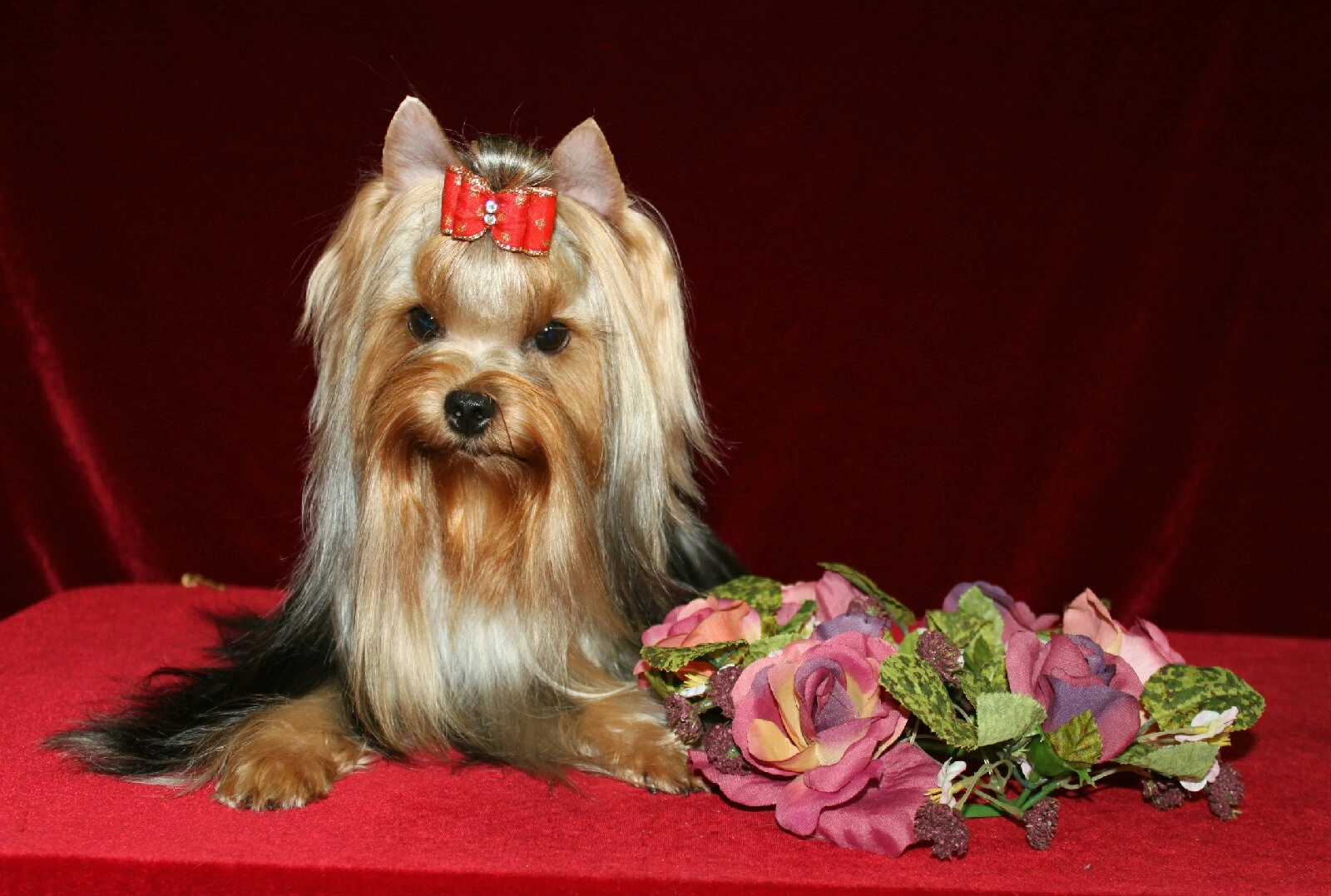 VIDEO STAR YUNONA &mdash; Labaza DogPedigree YorkshireTerrier
