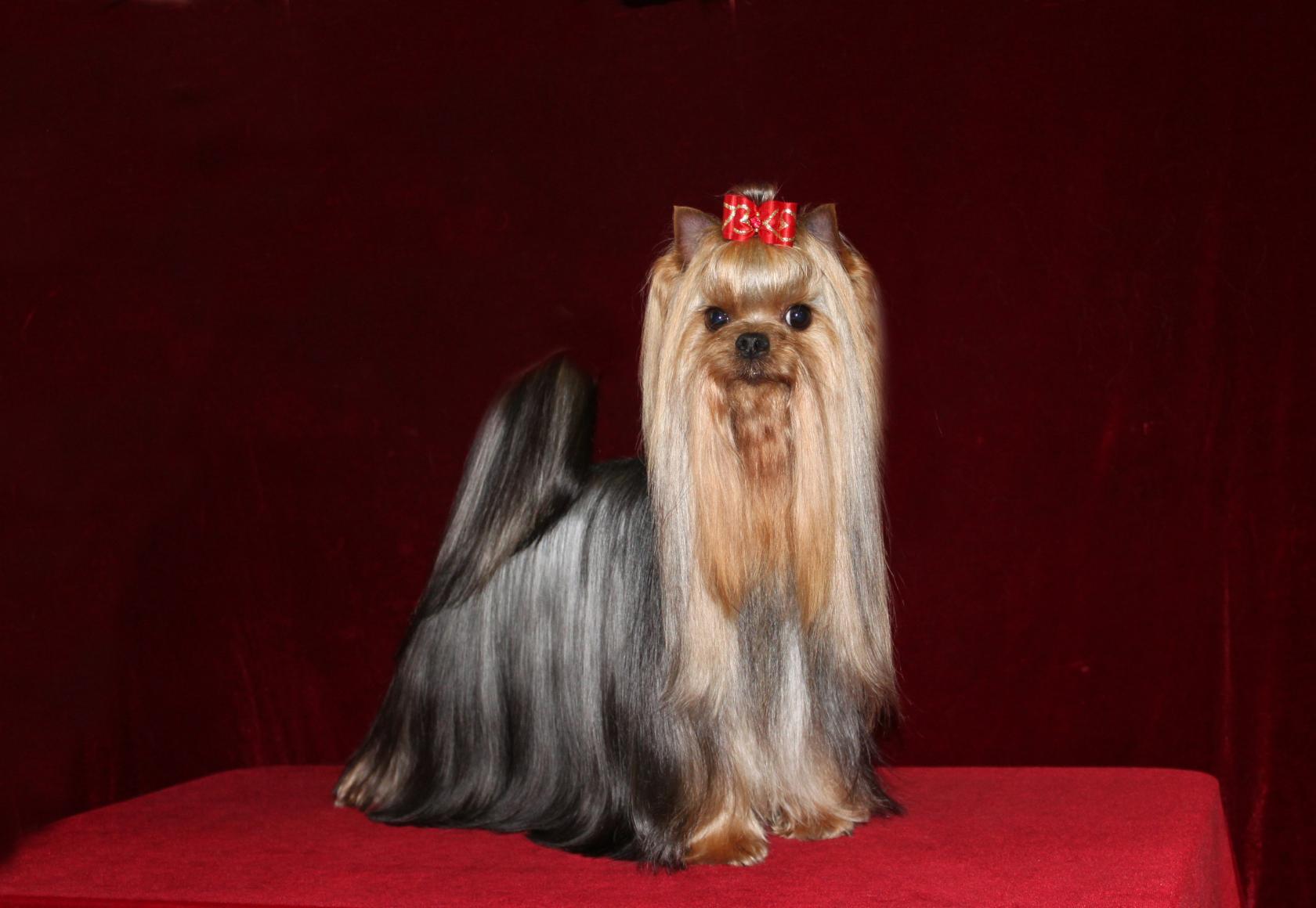 FLORENS &mdash; Labaza DogPedigree YorkshireTerrier
