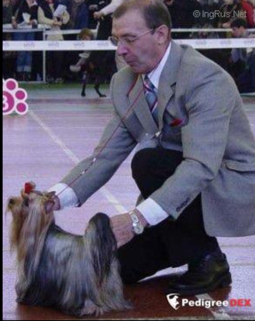  MINI DOG GARI &mdash; Labaza DogPedigree YorkshireTerrier