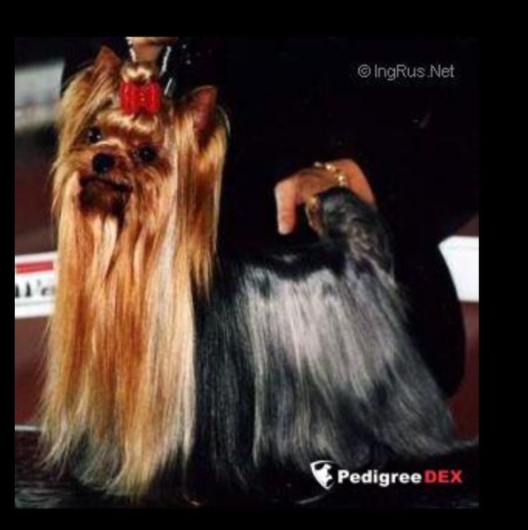 MINI SHOP STAND BY ME &mdash; Labaza DogPedigree YorkshireTerrier
