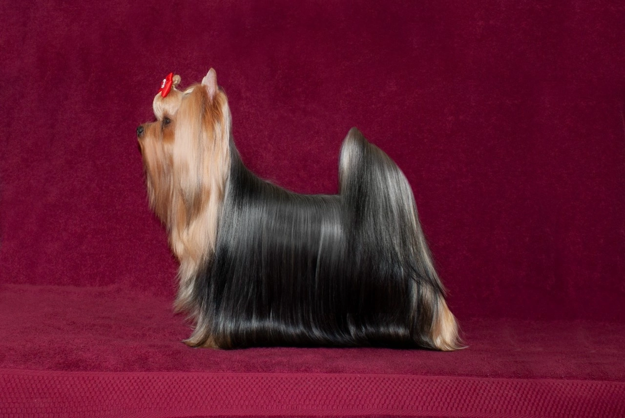 Stjumers STJUMERS KISS GOOD LUCK &mdash; Labaza DogPedigree YorkshireTerrier