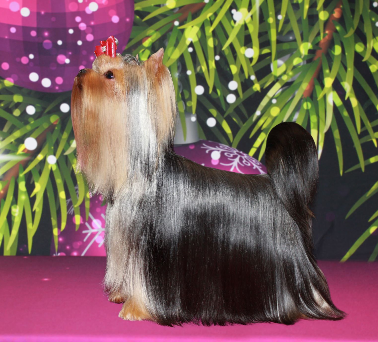  BEAUTY SHANTAL TINKOFF &mdash; Labaza DogPedigree YorkshireTerrier