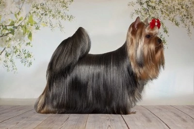 Stjumers STJUMERS KNOPOCHKA &mdash; Labaza DogPedigree YorkshireTerrier