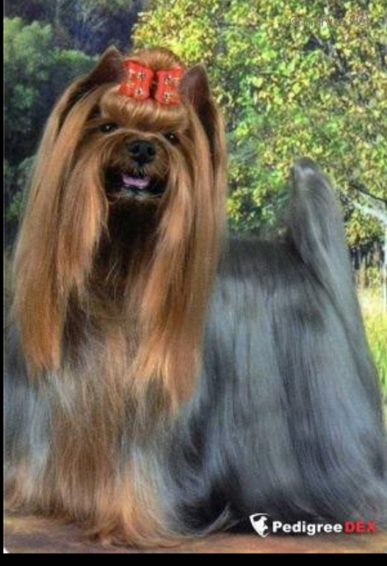  BRUNO OD KA.MI. &mdash; Labaza DogPedigree YorkshireTerrier