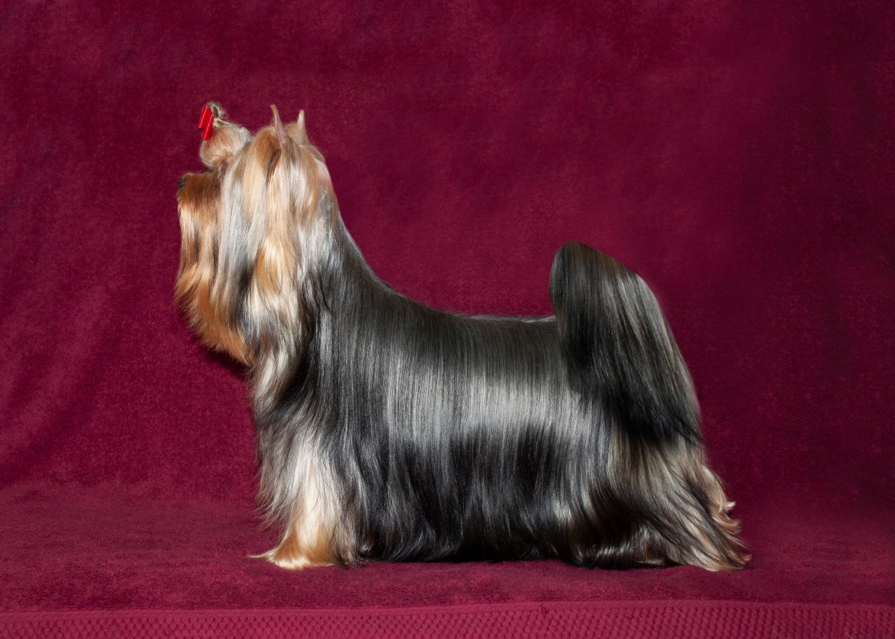 Stjumers STJUMERS FORTUNE &mdash; Labaza DogPedigree YorkshireTerrier