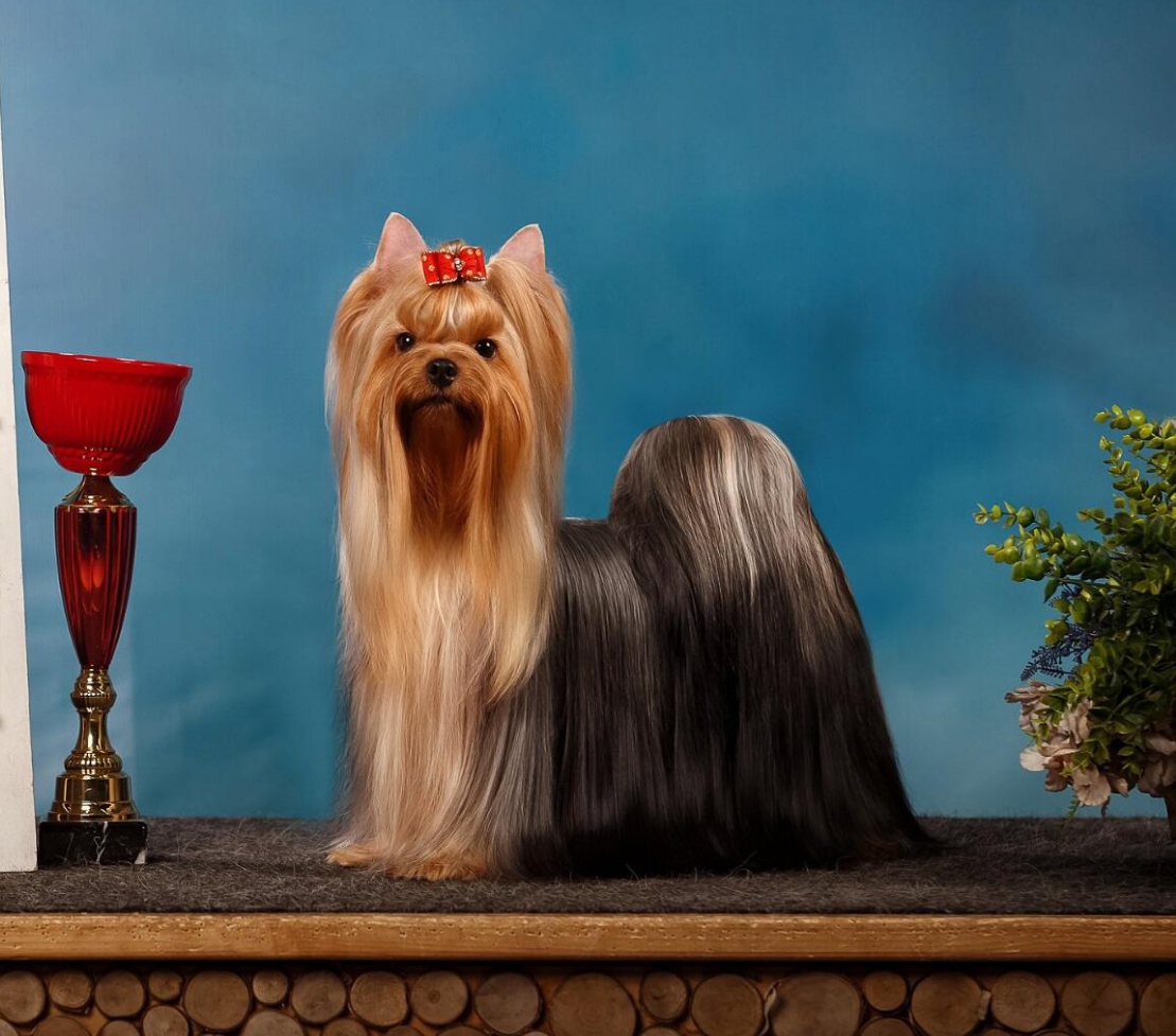 Stjumers STJUMERS MONTANA &mdash; Labaza DogPedigree YorkshireTerrier