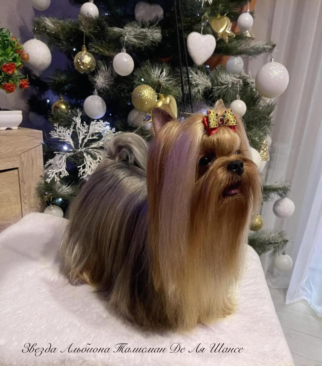  ZVEZDA ALBIONA TALISMAN DE LA CHANCE &mdash; Labaza DogPedigree YorkshireTerrier