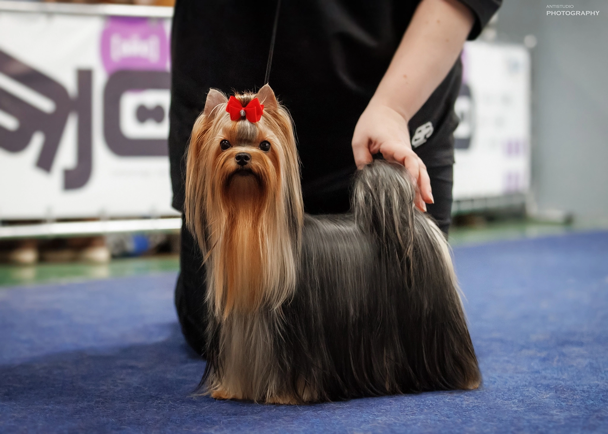 Elm Dendi ELM DENDI NAIADA ZOLOTAYA RYBKA &mdash; Labaza DogPedigree YorkshireTerrier