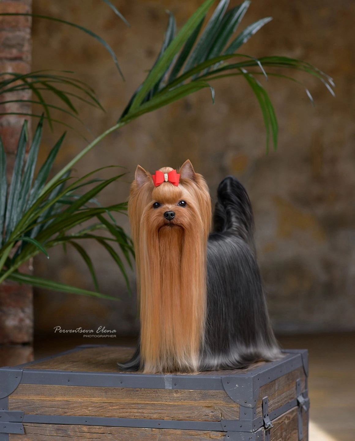 Elm Dendi ELM DENDI ROCKET MAN &mdash; Labaza DogPedigree YorkshireTerrier