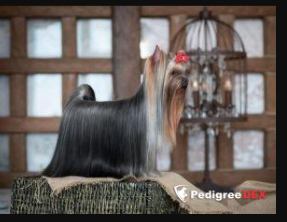 ZVYOZDNY STATUS SHELBY COBRA DAYTONA &mdash; Labaza DogPedigree YorkshireTerrier