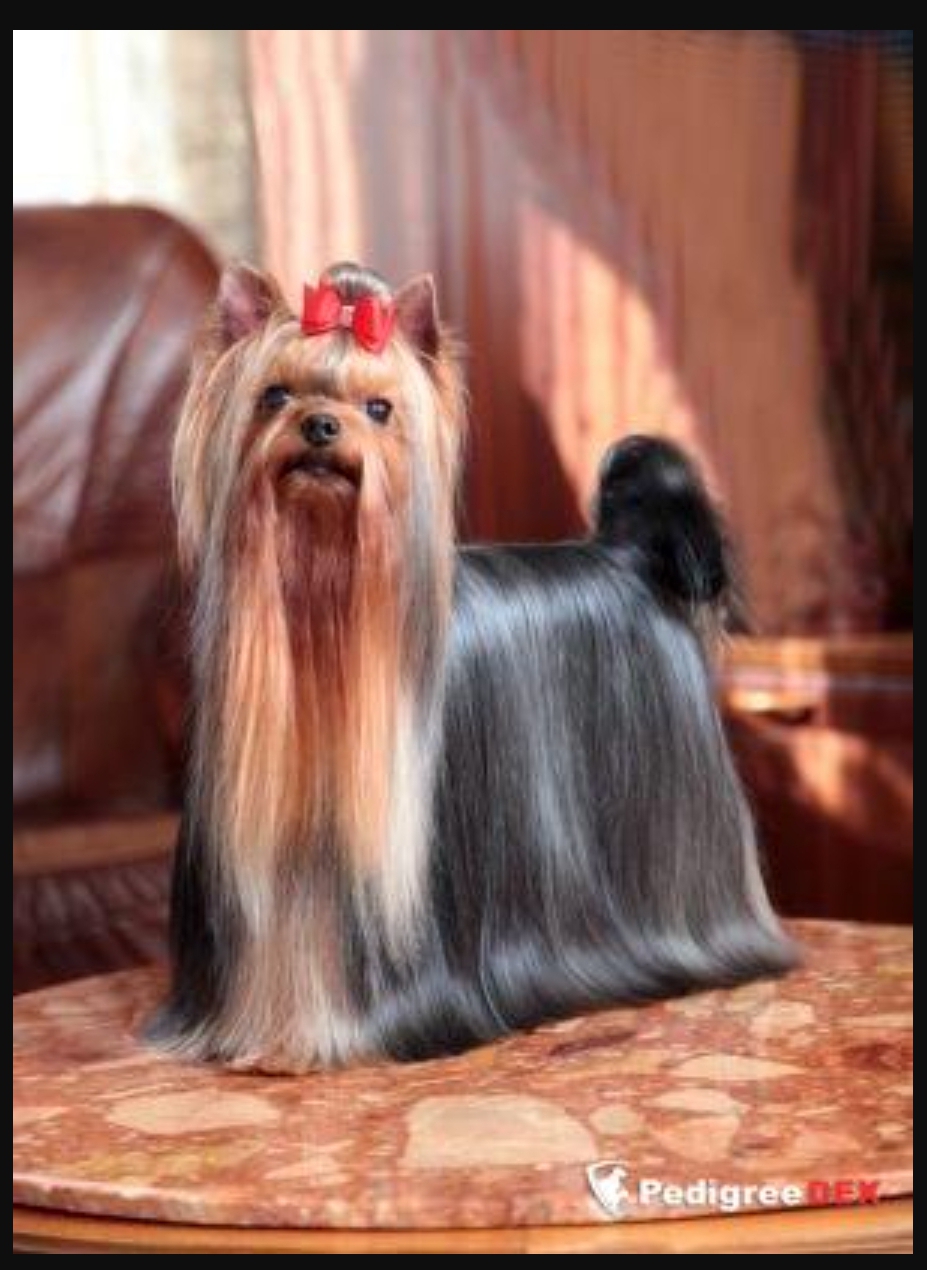ELM DENDI DIONIS &mdash; Labaza DogPedigree YorkshireTerrier