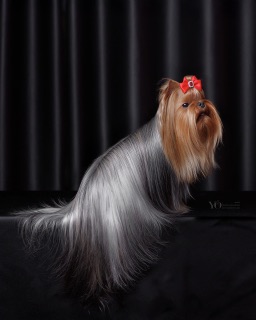 BONNIE WRIGHT PABLITA KREA &mdash; Labaza DogPedigree YorkshireTerrier