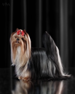 BONNIE WRIGHT OLYA LYA &mdash; Labaza DogPedigree YorkshireTerrier