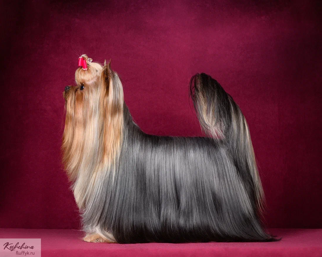 Stjumers STJUMERS ALFONS ARTIK &mdash; Labaza DogPedigree YorkshireTerrier