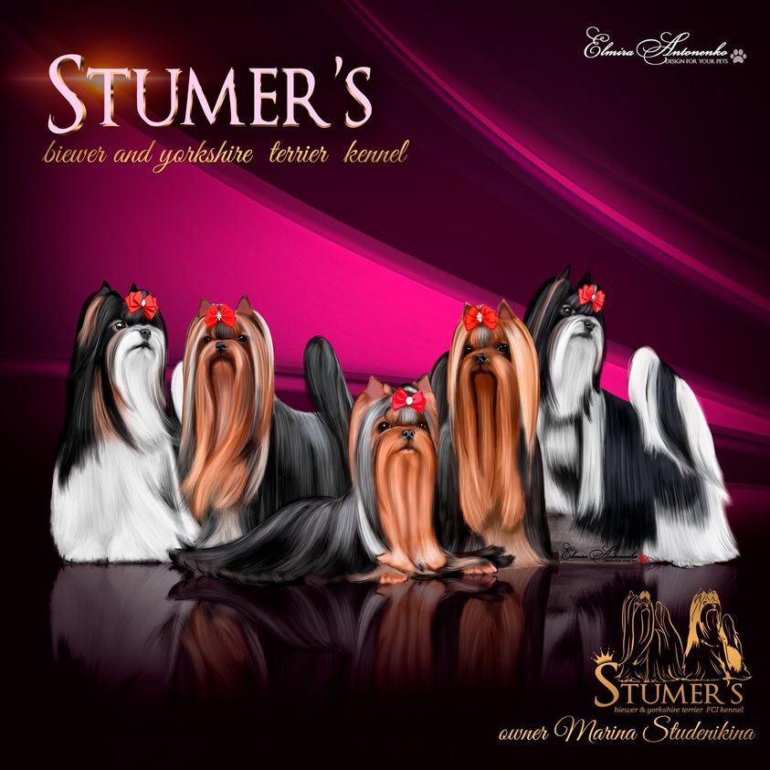 Stumer`s &mdash; Labaza DogPedigree YorkshireTerrier